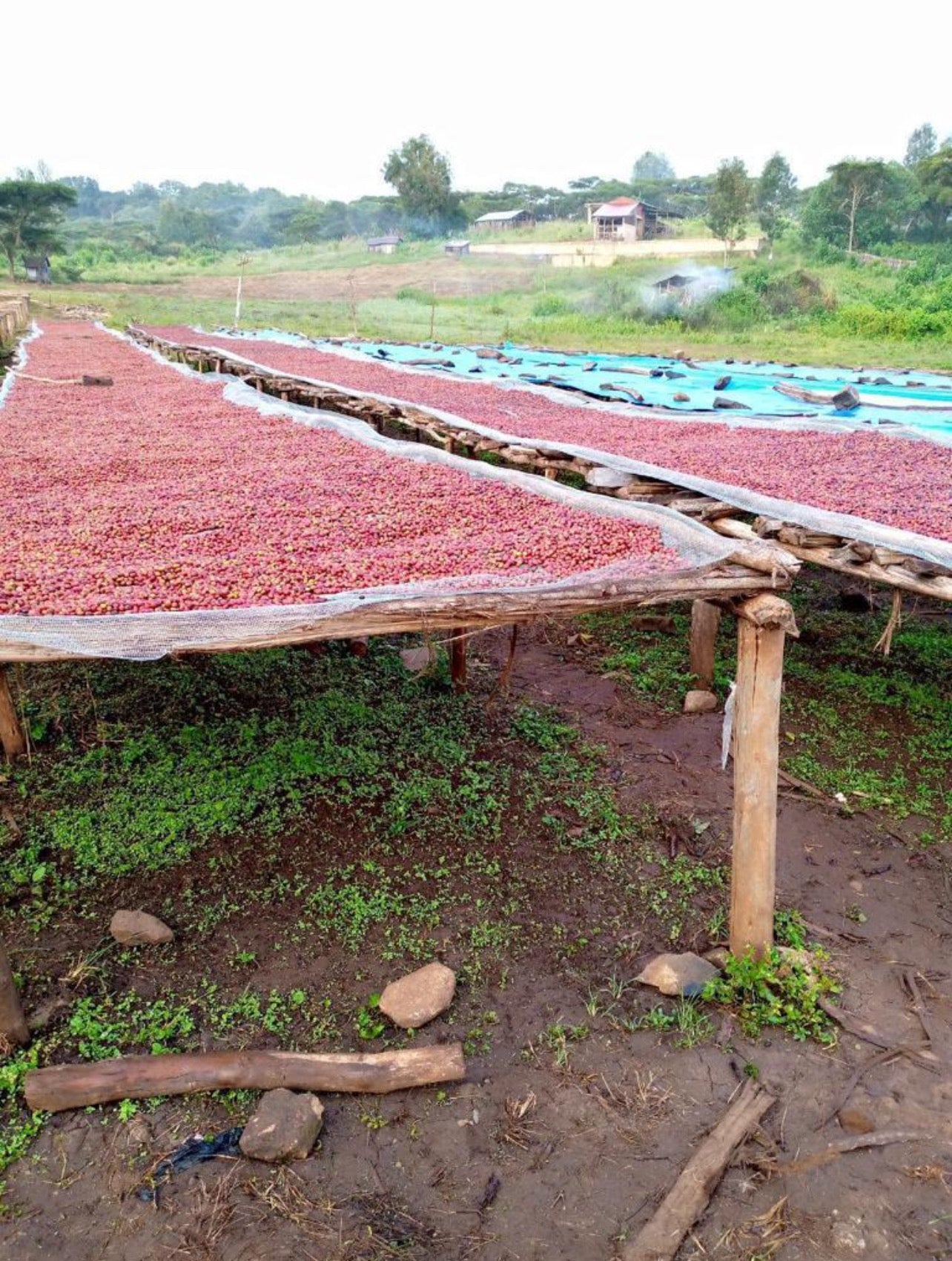 Red berries drying on a wooden rack outdoors with greenery in the background